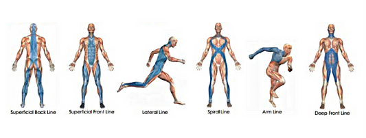 What is Fascia? Understanding our body's hidden network.