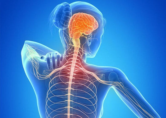 Massage and The Nervous System